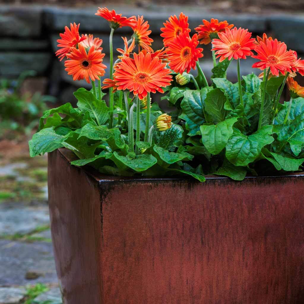 Blake Planter || Maple Red - Image 2