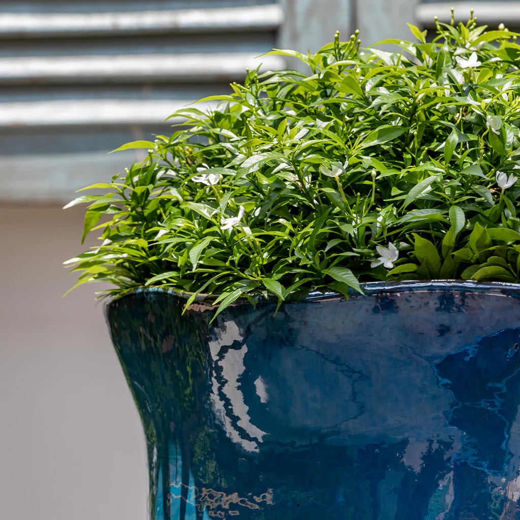 Foxglove Planter || Mediterranean - Image 4